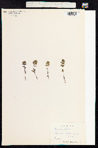 Euphrasia frigida image