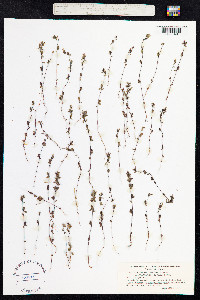 Euphrasia frigida image