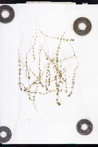 Euphrasia frigida image