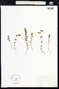 Euphrasia frigida image