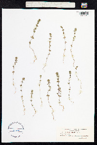 Euphrasia frigida image