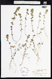 Euphrasia frigida image
