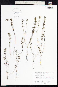 Euphrasia frigida image