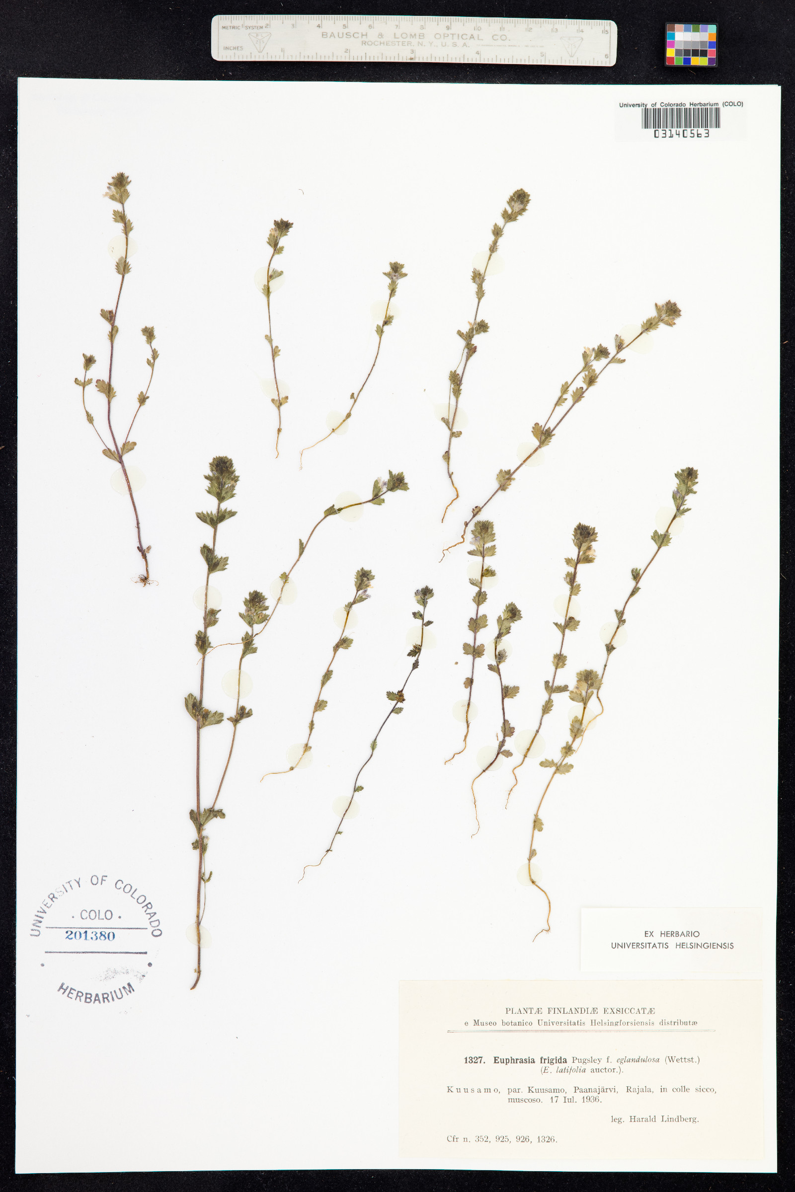 Euphrasia frigida image