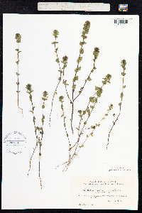 Euphrasia frigida image
