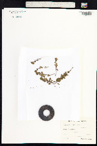 Euphrasia frigida image