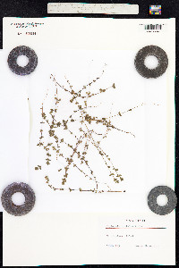 Euphrasia frigida image