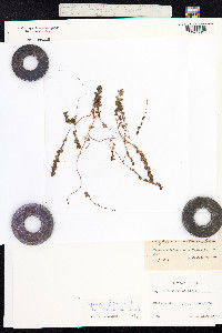 Euphrasia frigida image