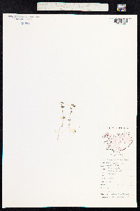 Euphrasia frigida image