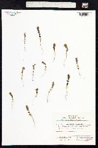 Euphrasia frigida image
