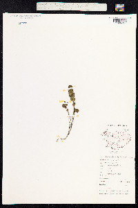 Euphrasia frigida image