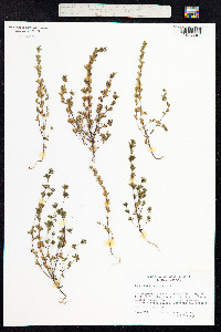 Euphrasia frigida image
