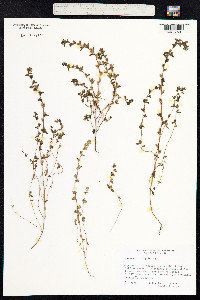 Euphrasia frigida image