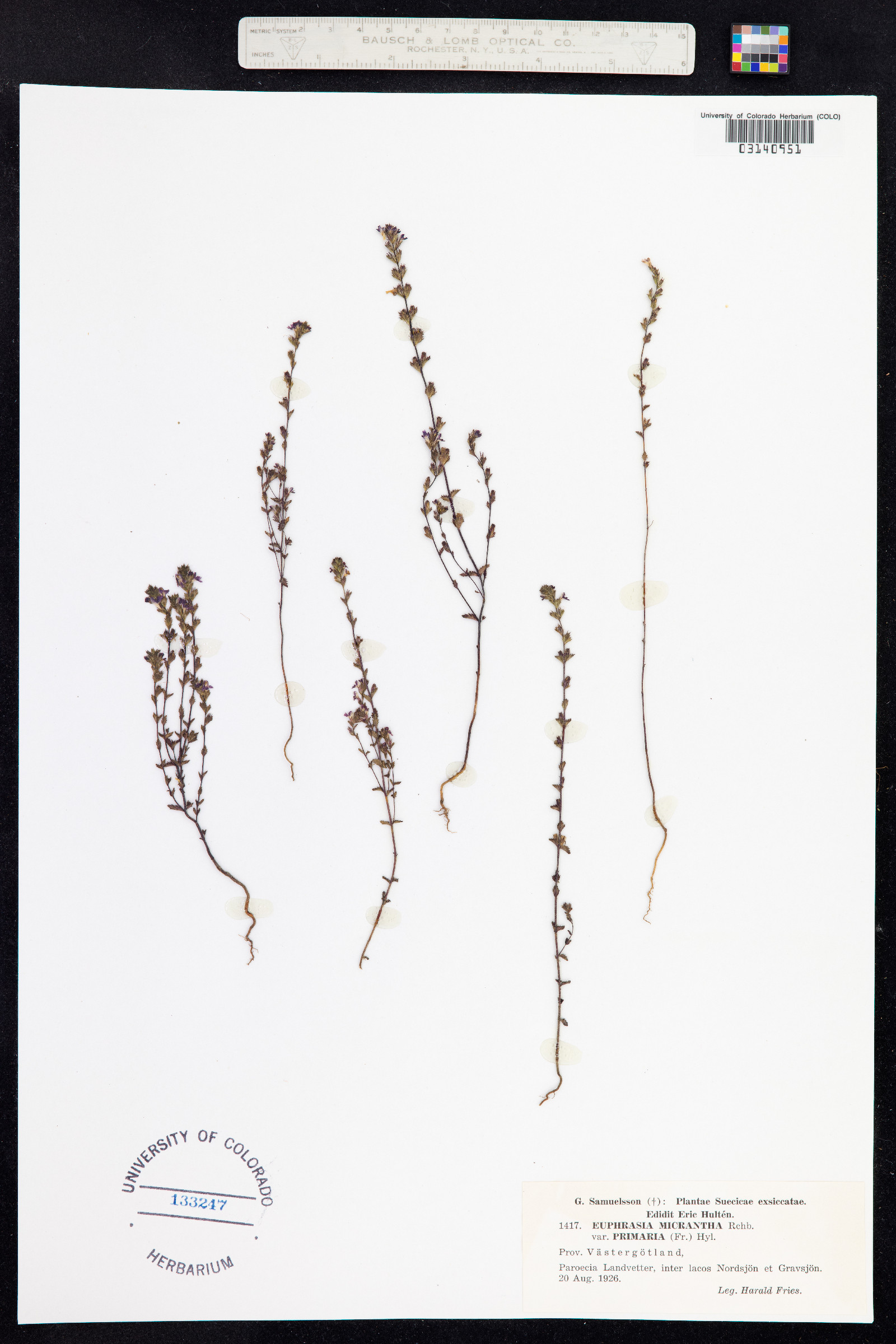 Euphrasia micrantha image