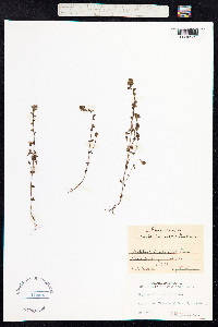 Euphrasia micrantha image