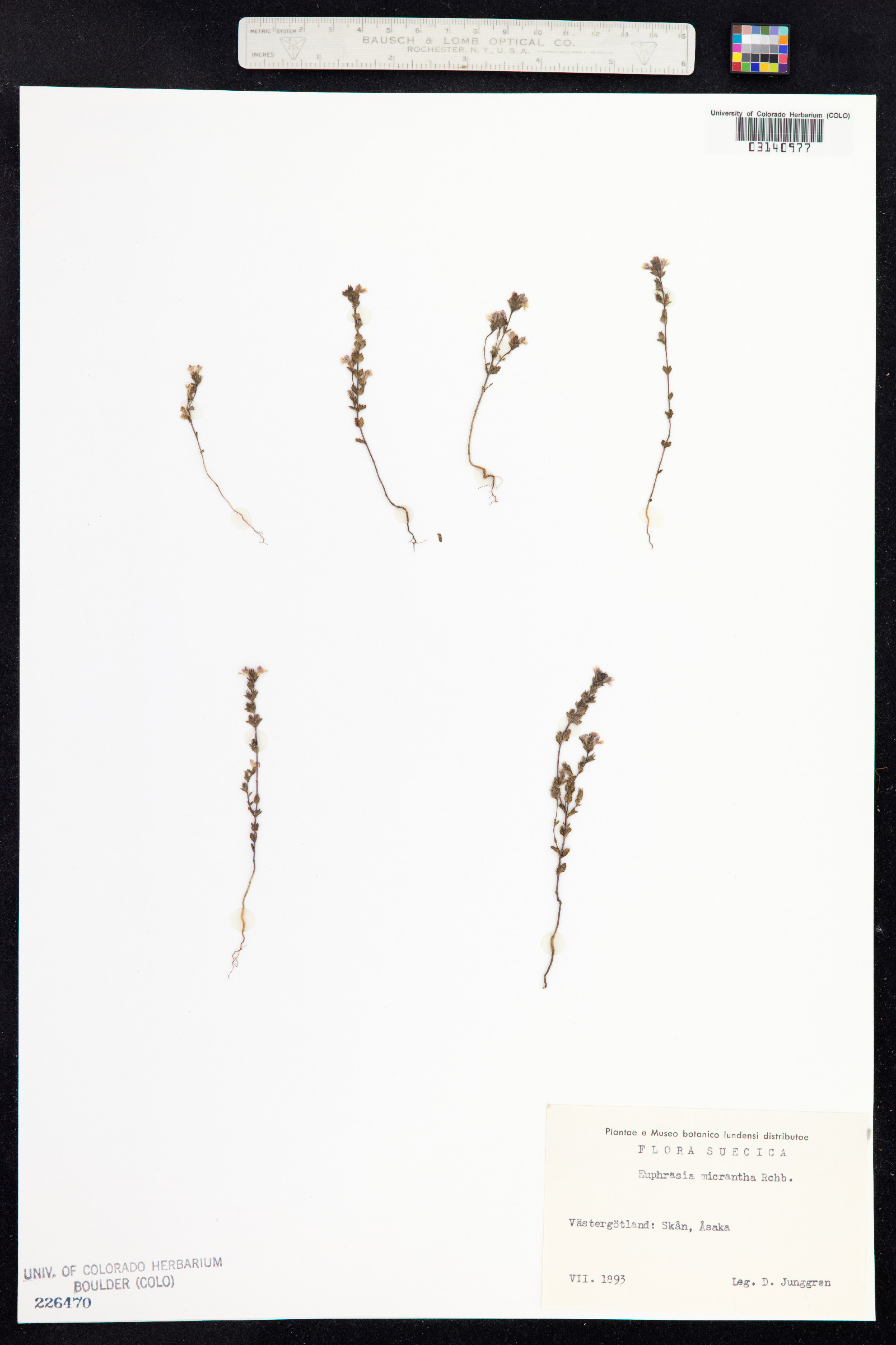 Euphrasia micrantha image