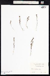 Euphrasia micrantha image