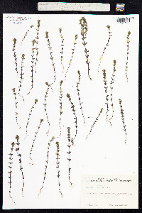 Euphrasia micrantha image