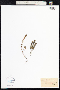 Euphrasia nemorosa image