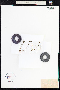 Euphrasia nemorosa image