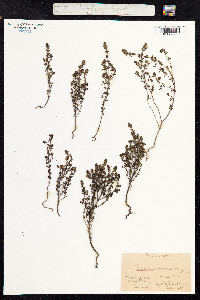 Euphrasia nemorosa image