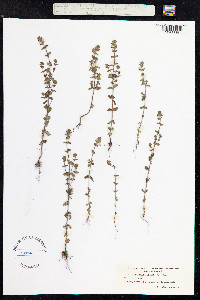 Euphrasia nemorosa image