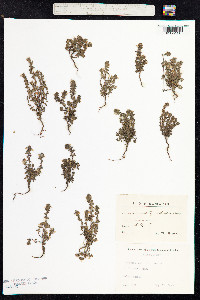 Euphrasia nemorosa image