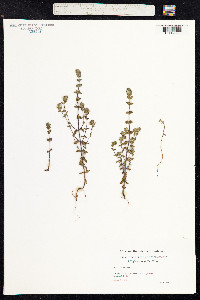Euphrasia nemorosa image