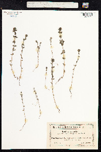 Euphrasia nemorosa image