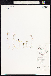 Euphrasia nemorosa image