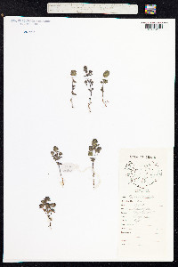 Euphrasia nemorosa image