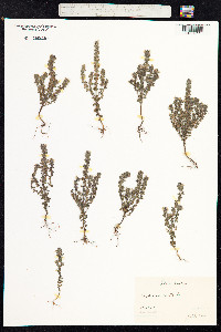 Euphrasia nemorosa image