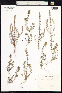Euphrasia nemorosa image