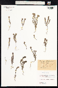 Euphrasia nemorosa image