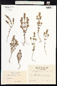 Euphrasia nemorosa image