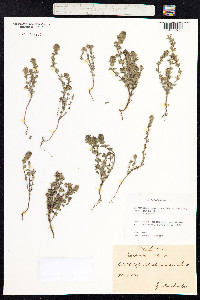 Euphrasia nemorosa image