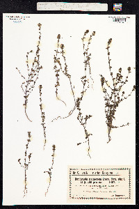 Euphrasia nemorosa image