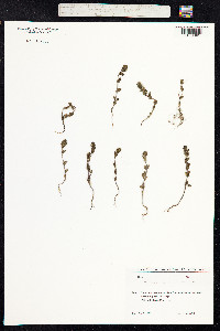 Euphrasia nemorosa image