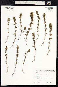 Euphrasia nemorosa image