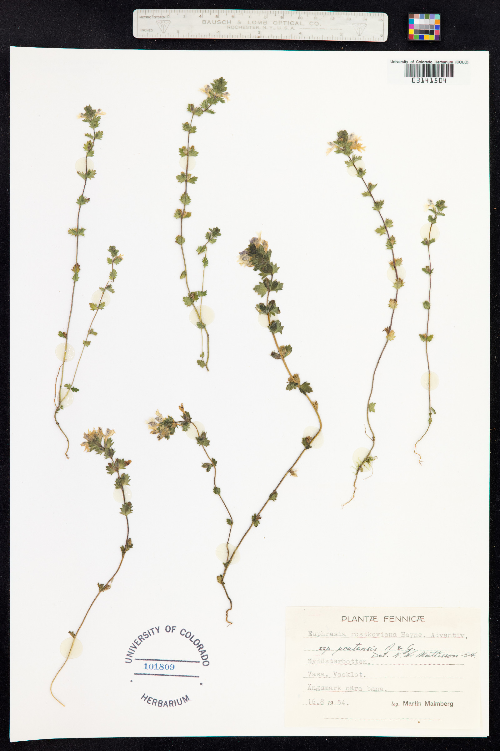 Euphrasia officinalis image