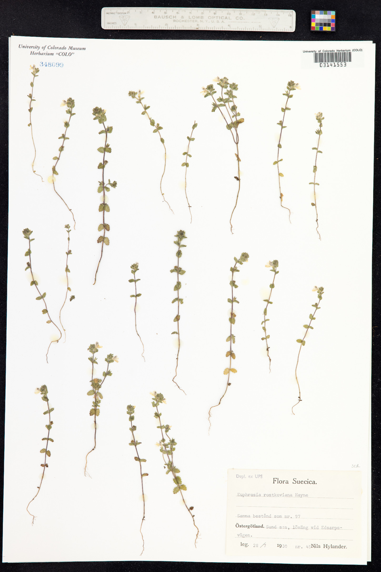 Euphrasia officinalis image