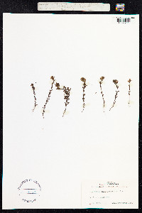 Euphrasia salisburgensis image