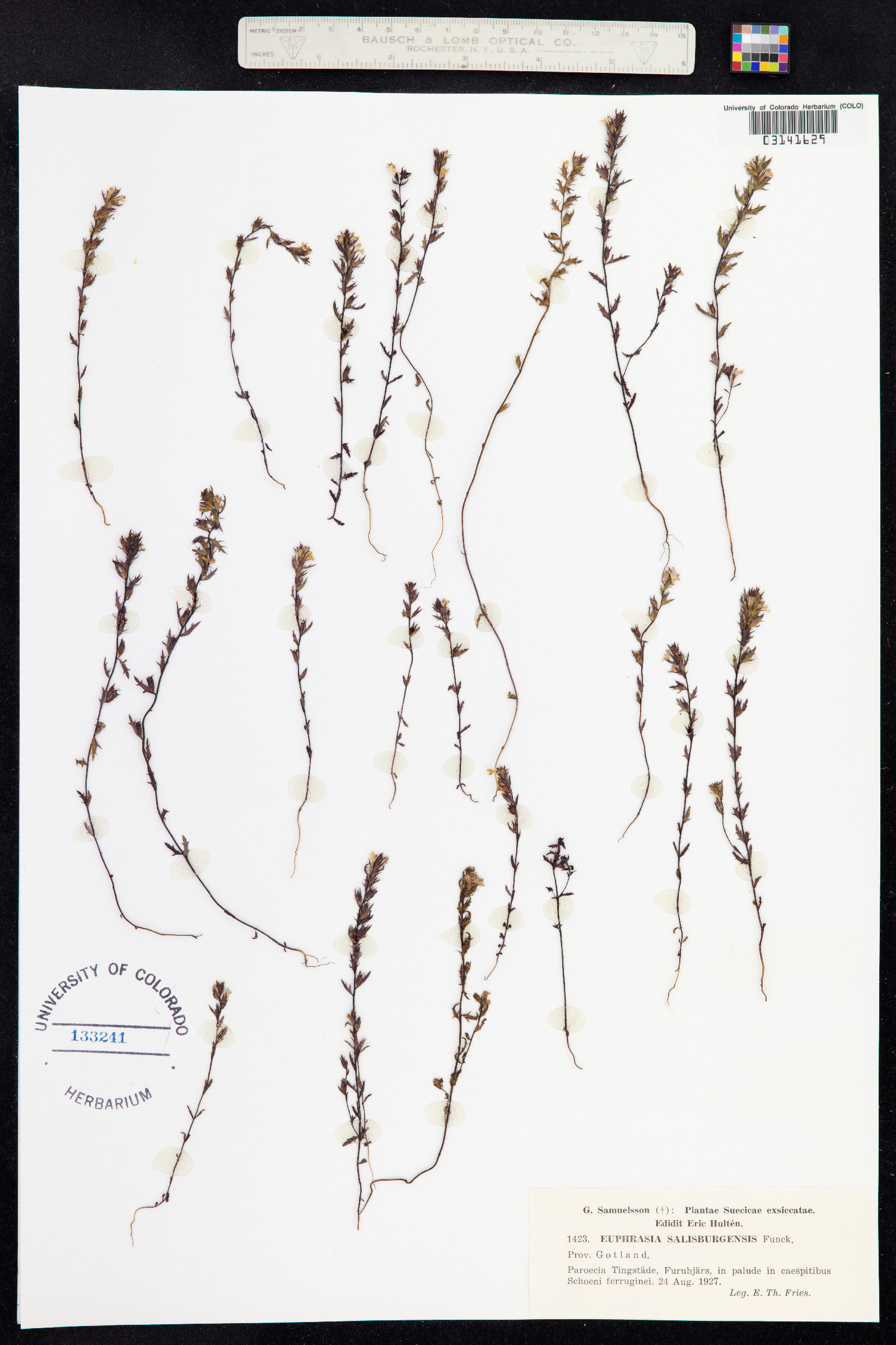 Euphrasia salisburgensis image