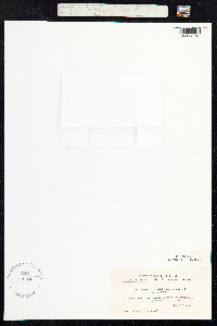 Euphrasia stricta image