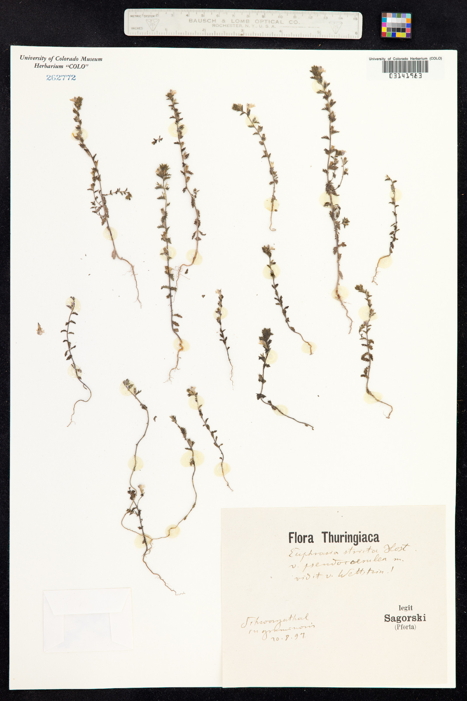 Euphrasia stricta image