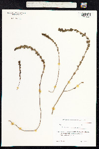 Euphrasia stricta image