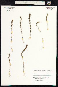 Euphrasia nemorosa image