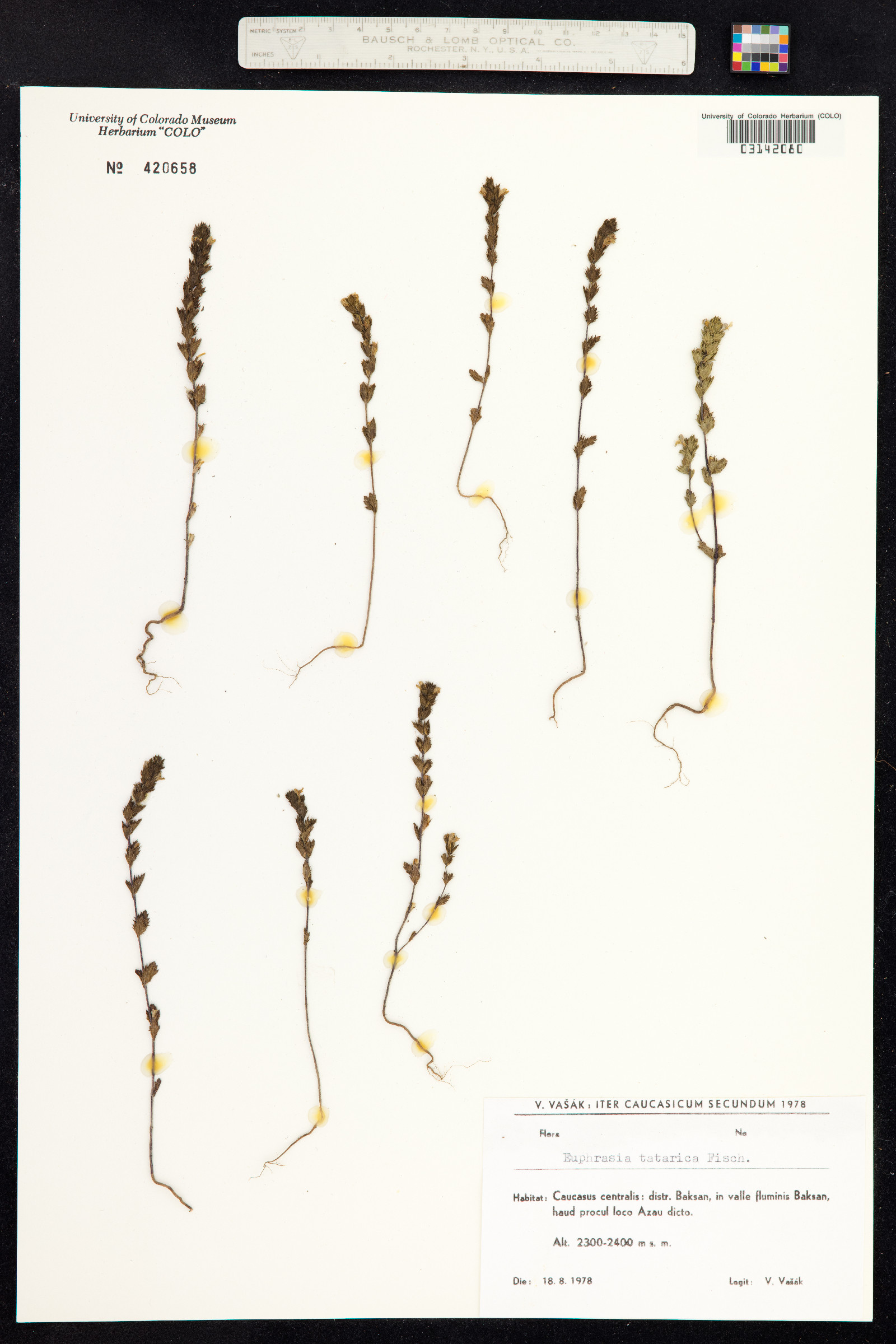 Euphrasia nemorosa image
