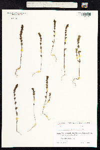 Euphrasia nemorosa image
