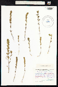 Euphrasia nemorosa image